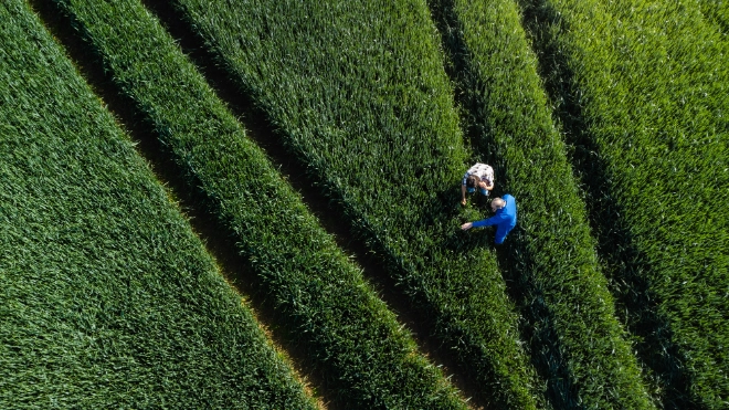 Workers in a green field examining crops